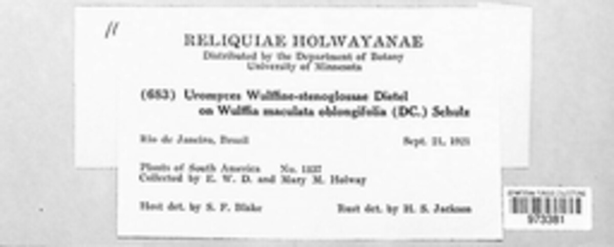 Uromyces wulffiae-stenoglossae image